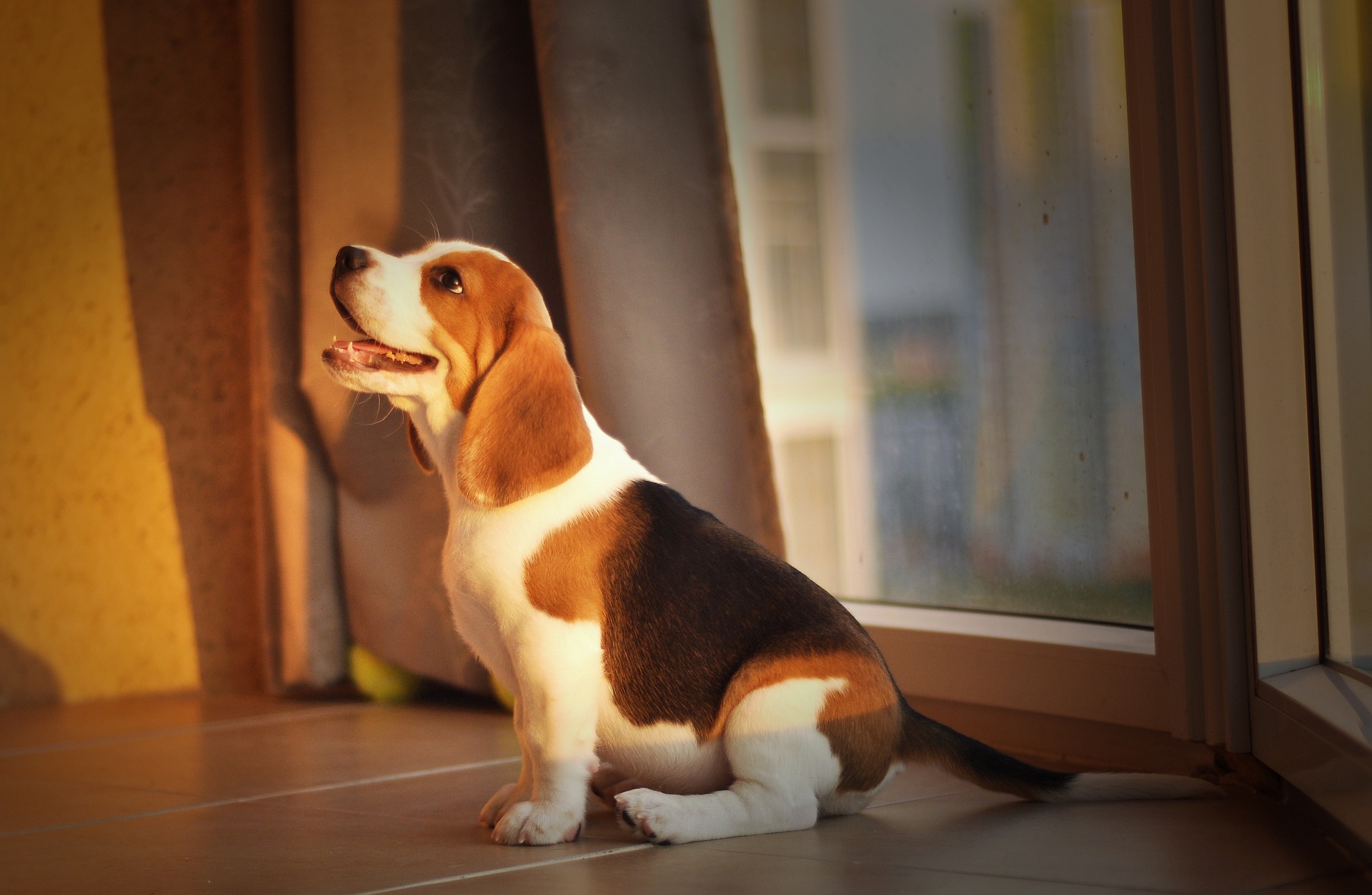 Beagle Özellikleri ve Bakımı