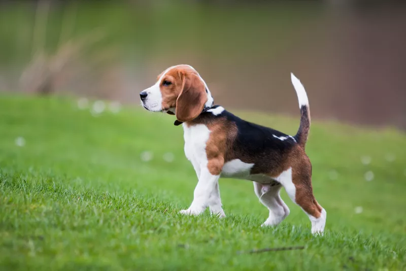 Beagle kişilik özellikleri