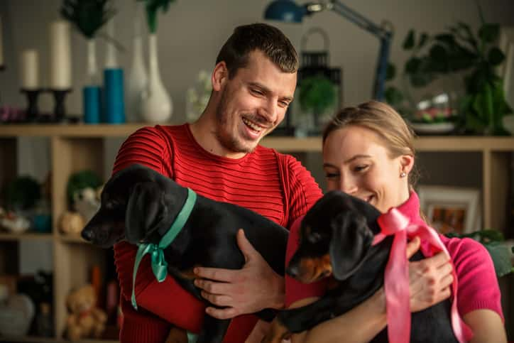 Doberman Köpek Özellikleri ve Bakımı