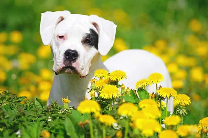 Dogo Argentino Karakter Özellikleri