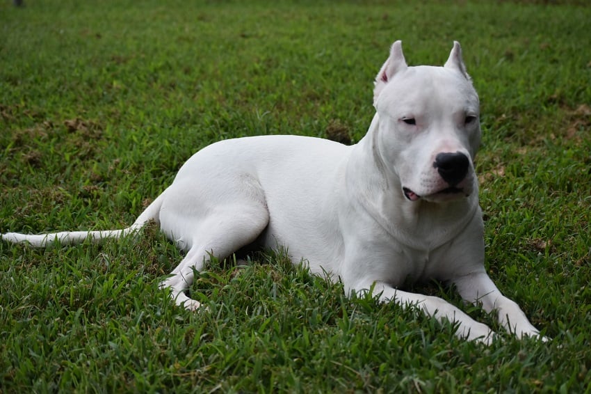 Dogo Argentino Özellikleri ve Bakımı