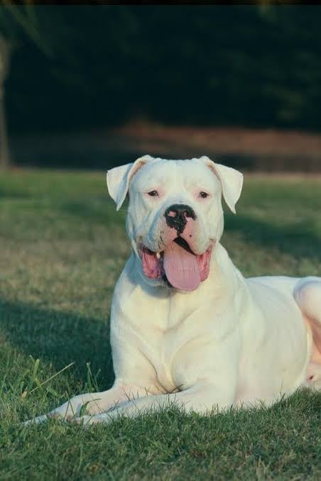 Dogo Argentino Özellikleri