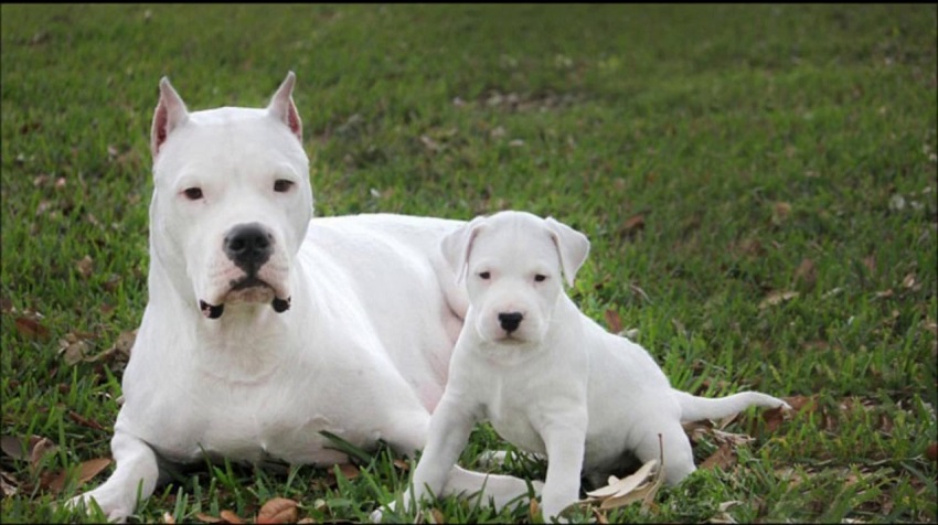 Dogo Argentino bakımı