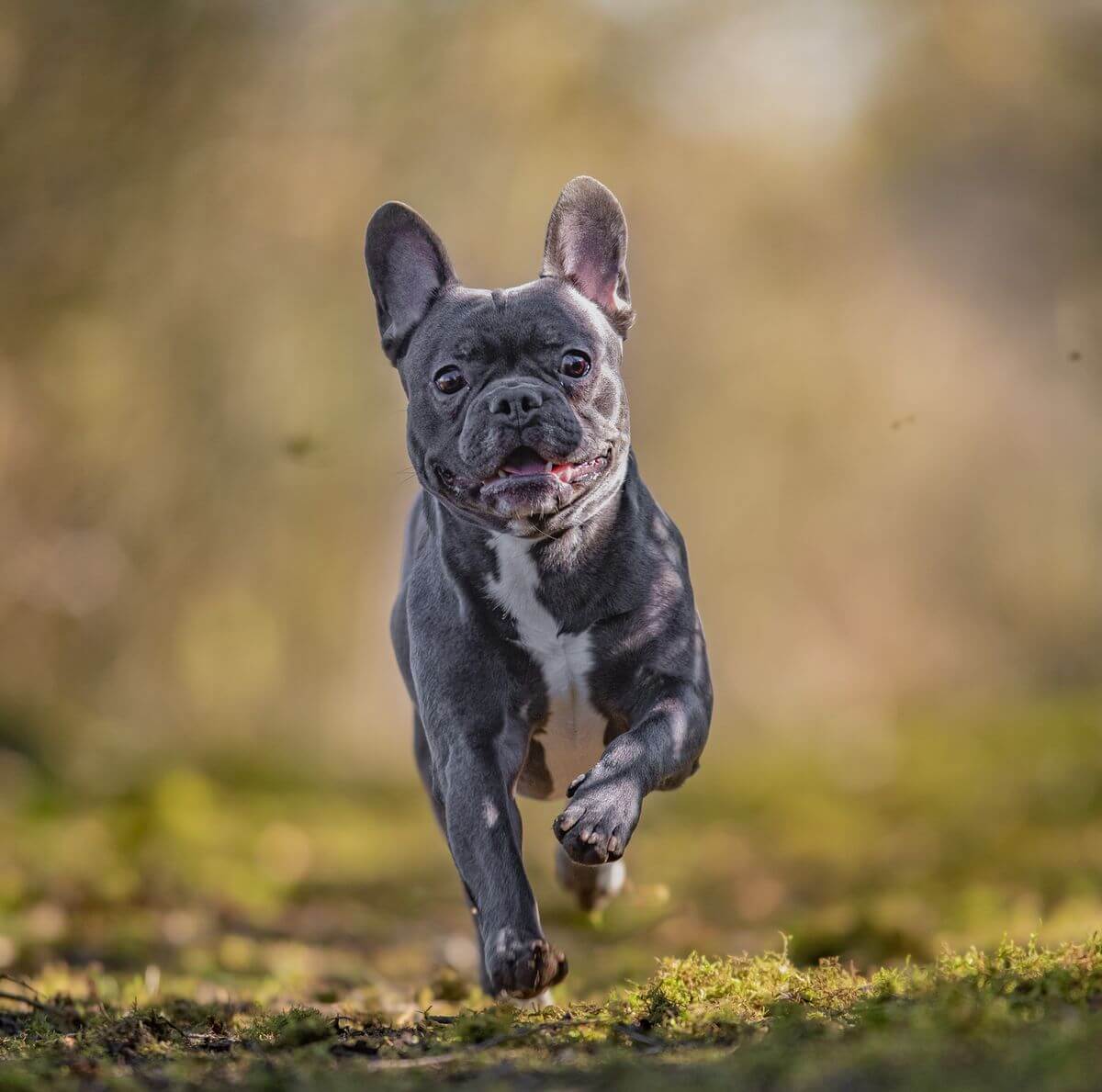 French Bulldog Bakımı ve Özellikleri