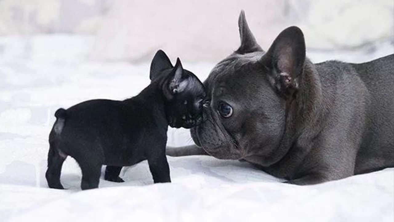 French Bulldog Irkının Genel Özellikleri