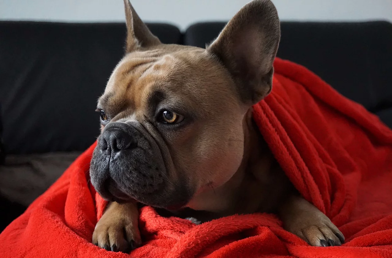 French Bulldog Irkının bakım tüyoları