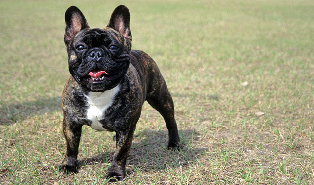 French Bulldog