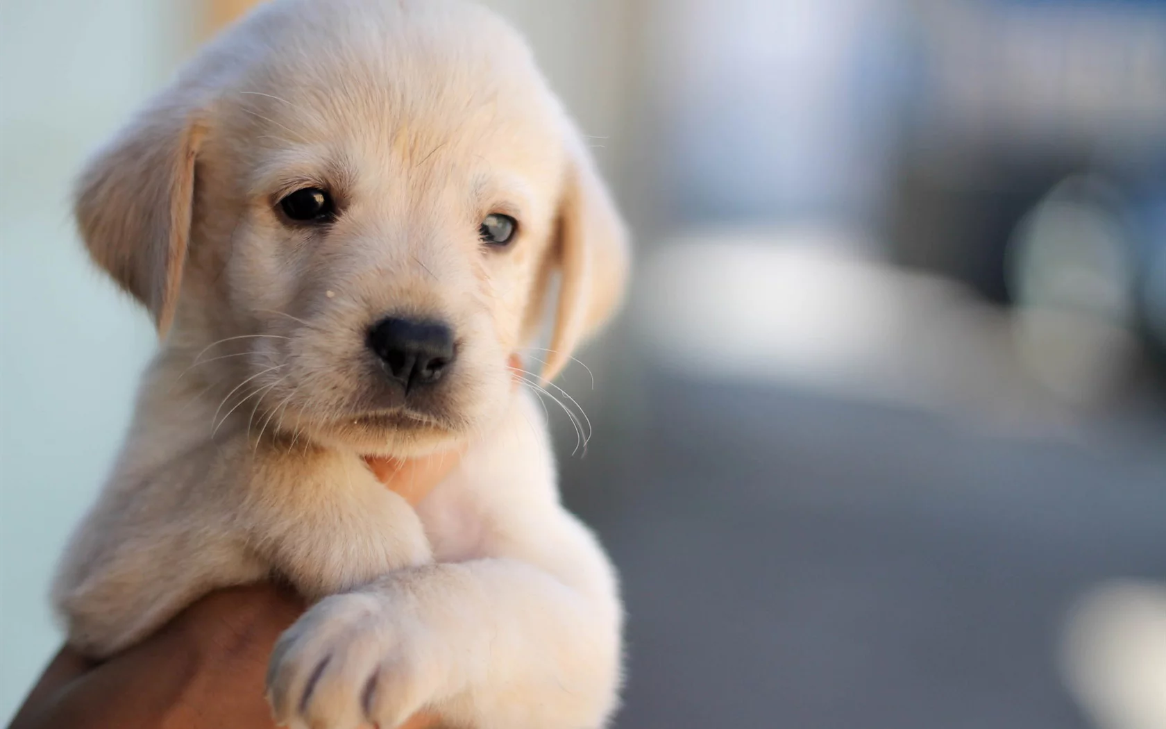 Köpeklerde Beslenme Tablosu (Doğumdan, Yaşlılığa)