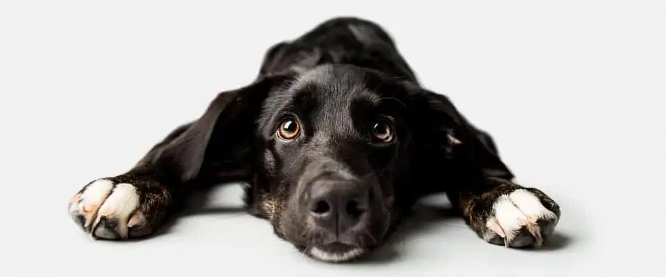 Köpeklerde Nöbet Aşamaları Nelerdir