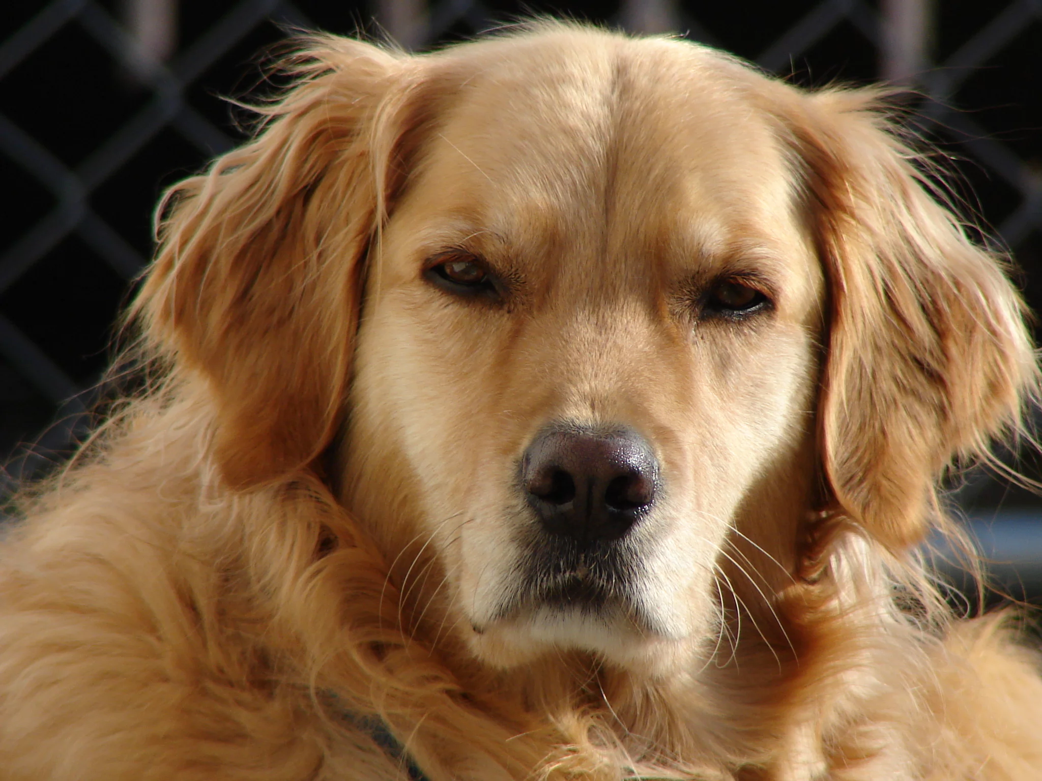 Köpeklerde Regl Döngüsü