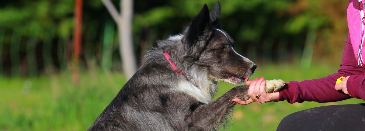 Köpeklerde Temel İtaat Eğitimi Nasıl Verilir