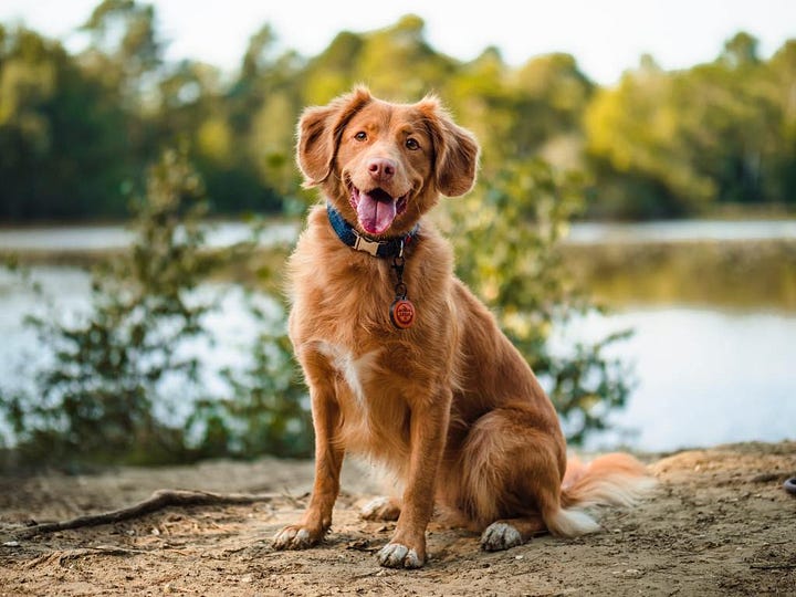 Köpeklere Otur Komutu Nasıl Öğretilir