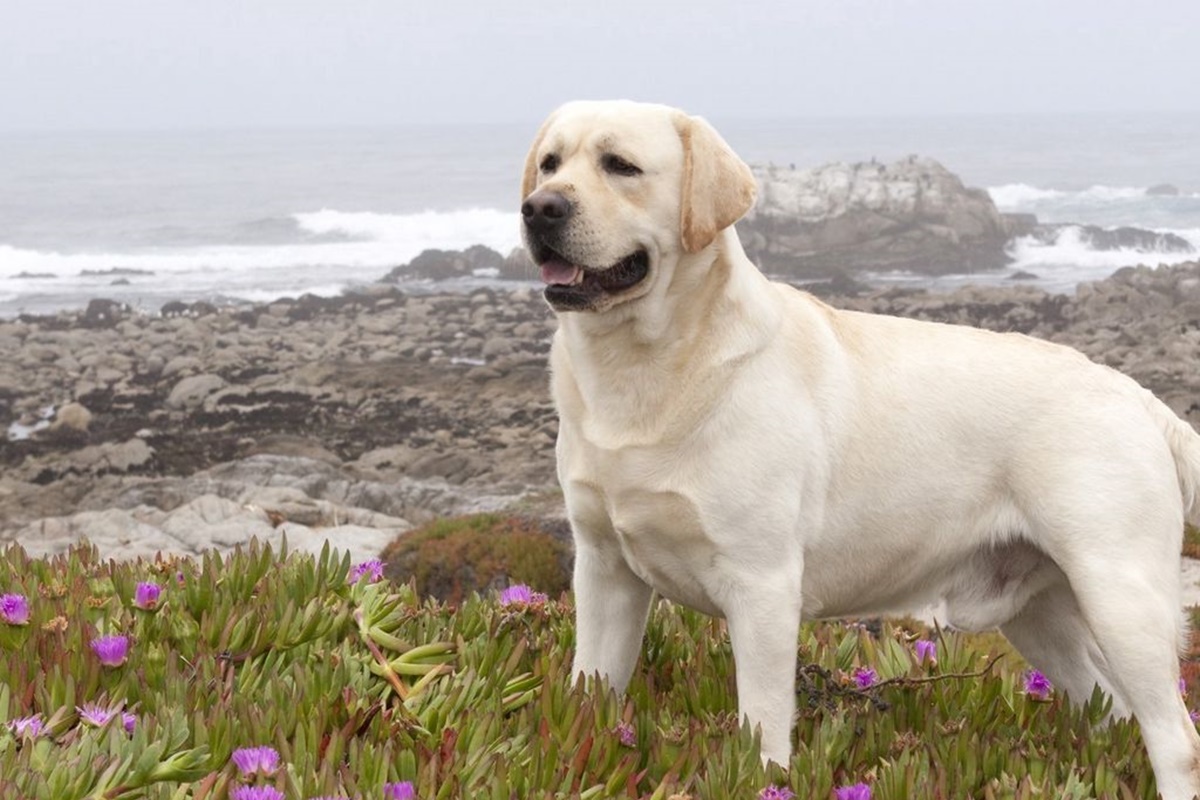 Labrador Retriever Özellikleri