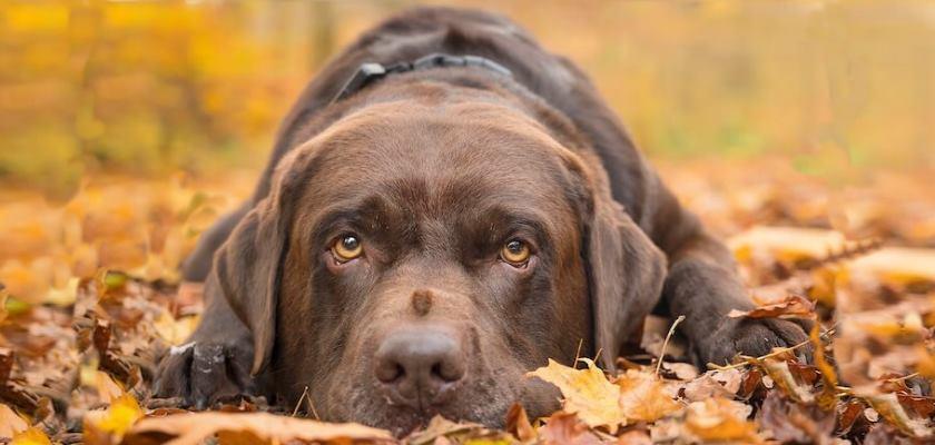 Labrador Retriever bakımı