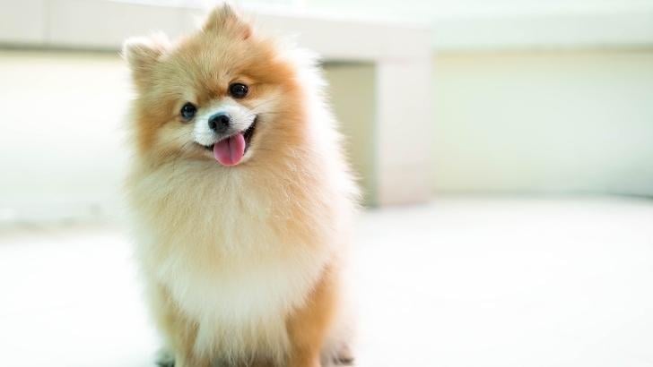 Pomeranian Boo