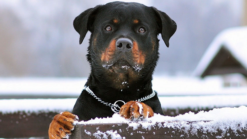 Rottweiler Köpek Özellikleri ve Bakımı