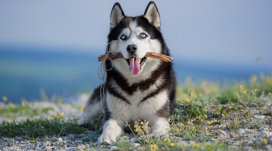 Sibirya Kurdu Özellikleri ve Bakımı (Husky)