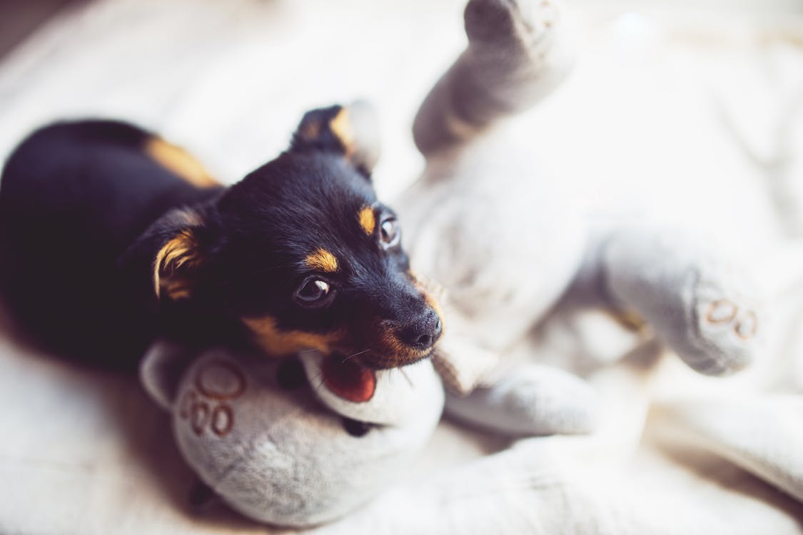 Yavru köpeklerde ağlamanın nedenleri