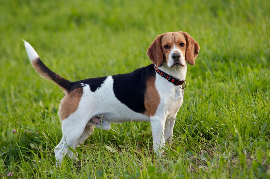 beagle Tarihi