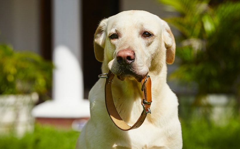 Doğru Köpek Tasması Seçimi