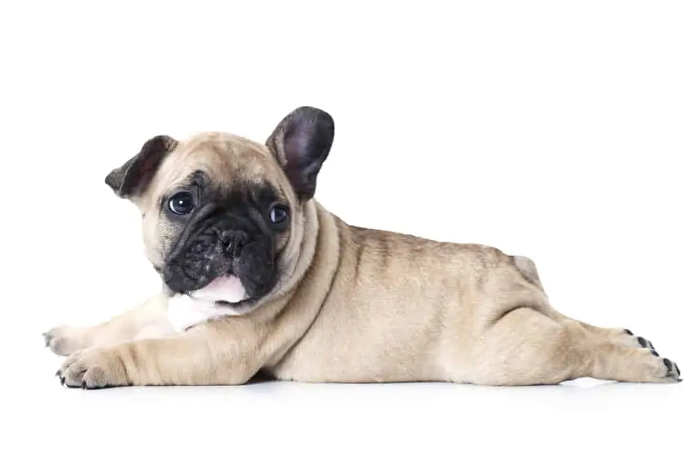 french bulldog Bakımı ve özellikleri