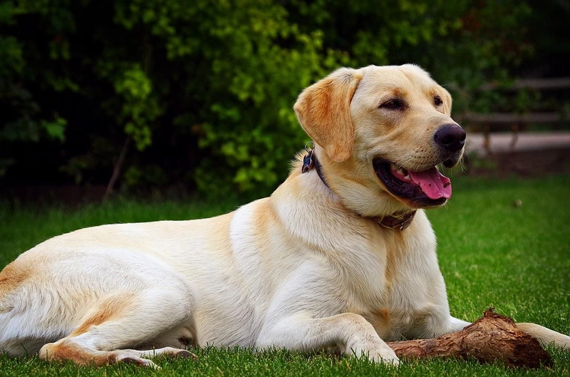 güçlü köpek isimleri