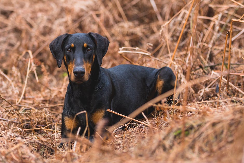 Doberman Köpek Özellikleri ve Bakımı