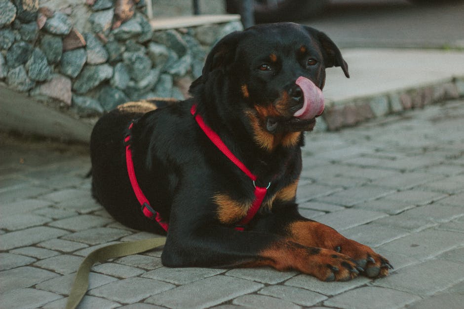 Rottweiler Köpek Özellikleri ve Bakımı