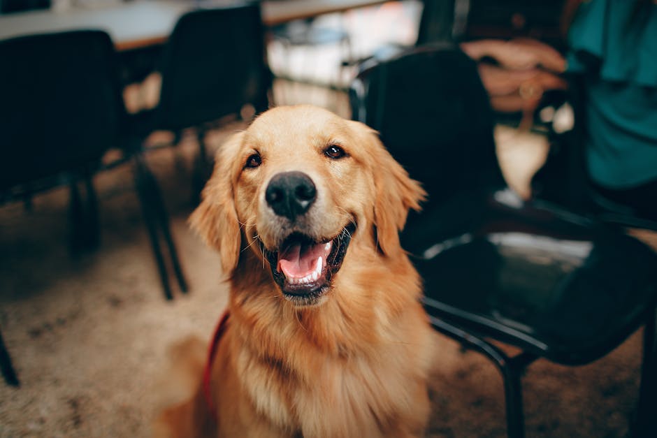 Golden Retriever Köpek Özellikleri ve Bakımı