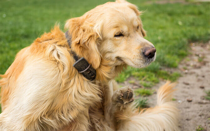 Köpekleri Keneden Koruma Yöntemleri