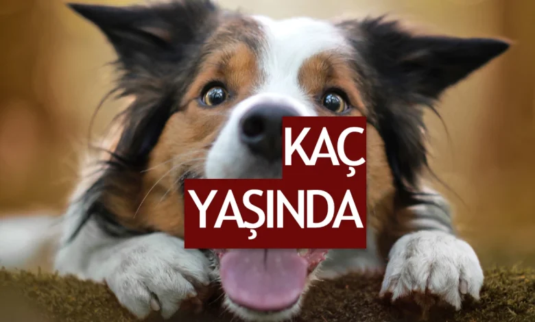 Köpek Yaşı Nasıl Hesaplanır