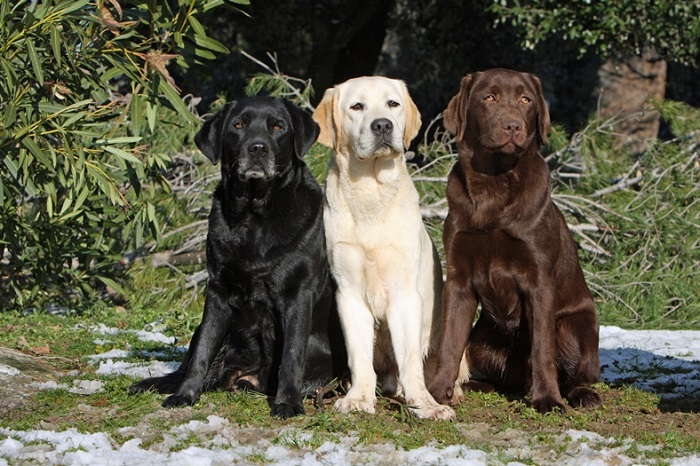 köpek yaş tablosu