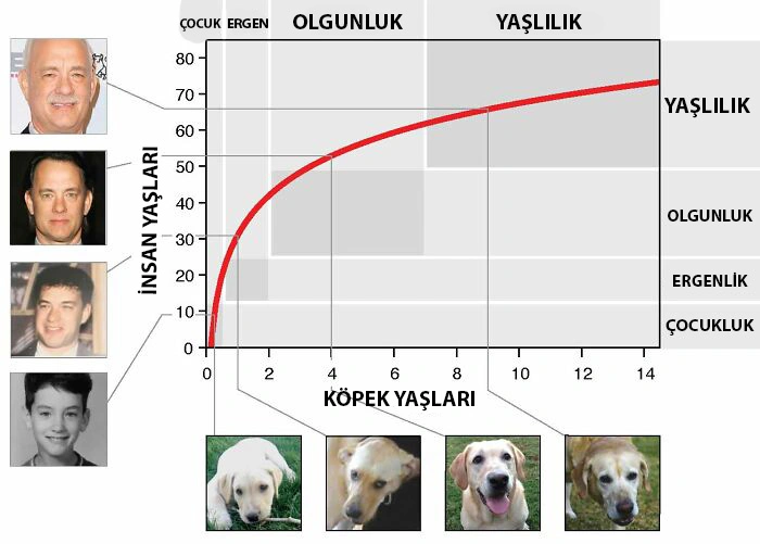 köpek yaş tablosu