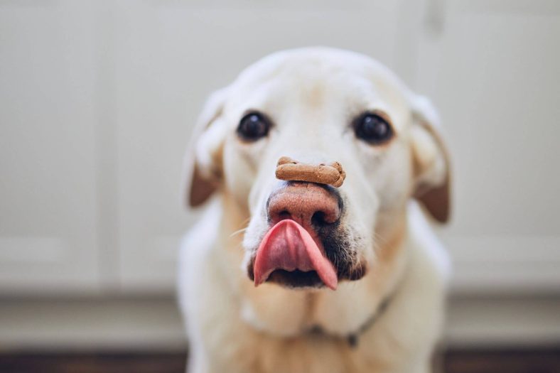 Köpeklerde Burun Kuruluğu Nedenleri