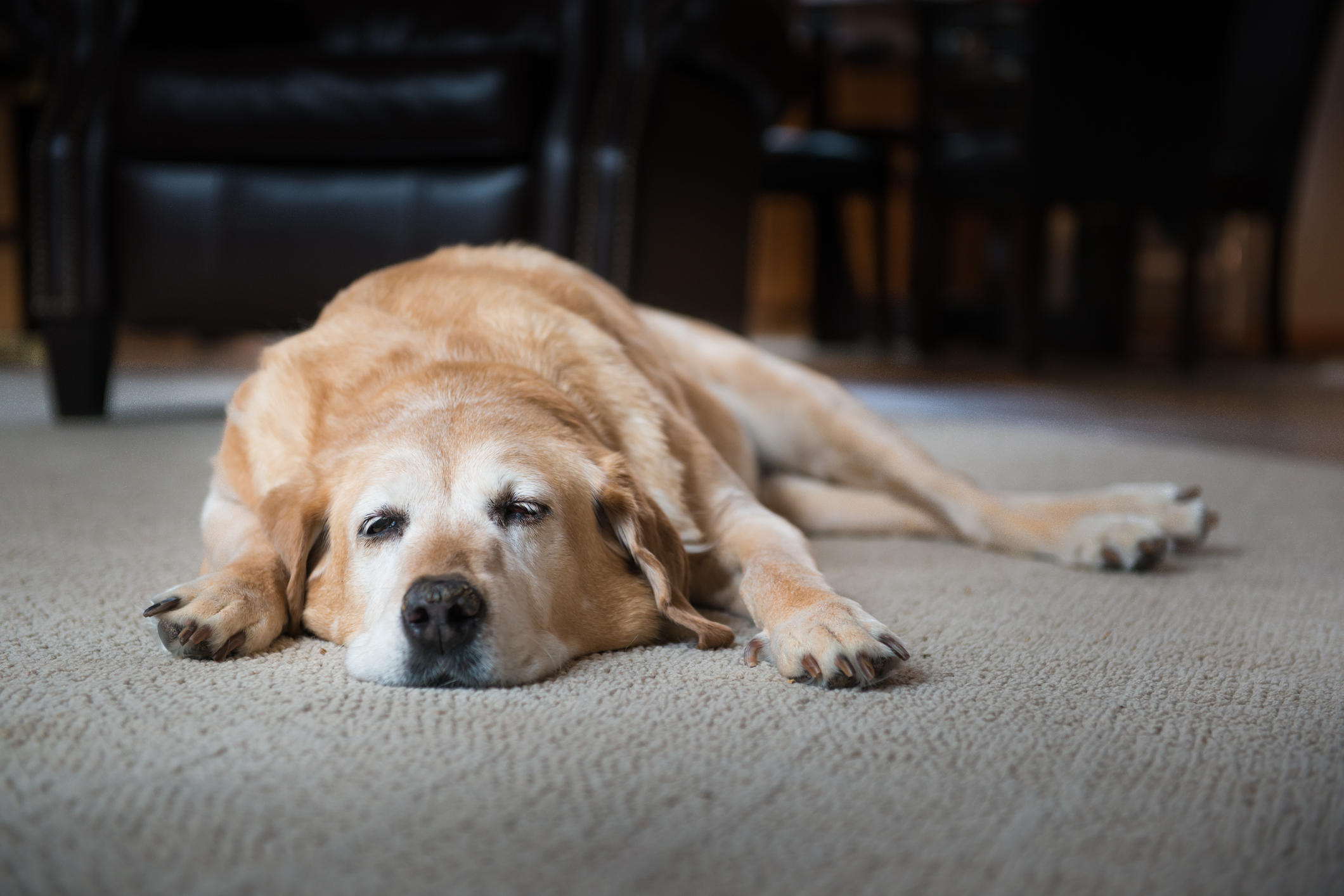 Köpeklerde felç belirtileri