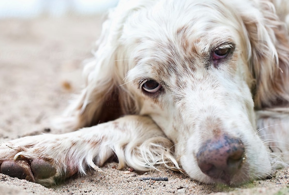 köpeklerde felç sonrası neler yapılır