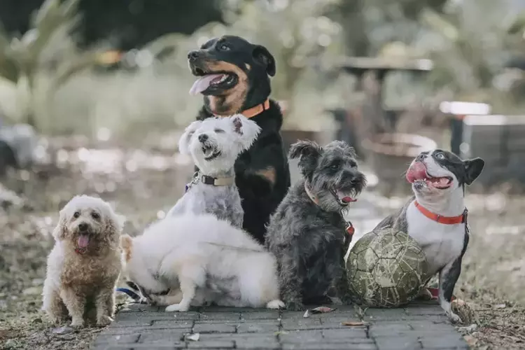 köpeklerde isim önerileri