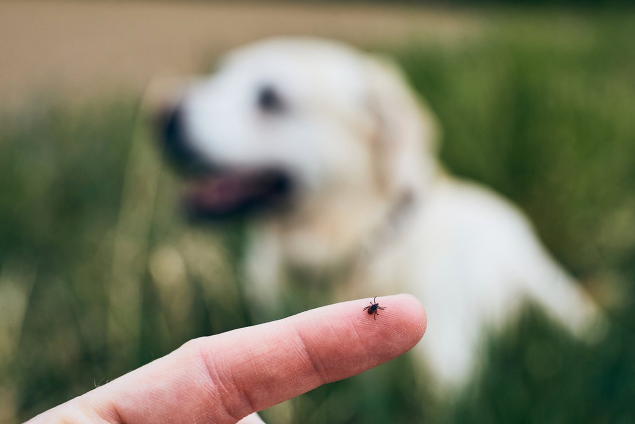 köpeklerde kene belirtileri