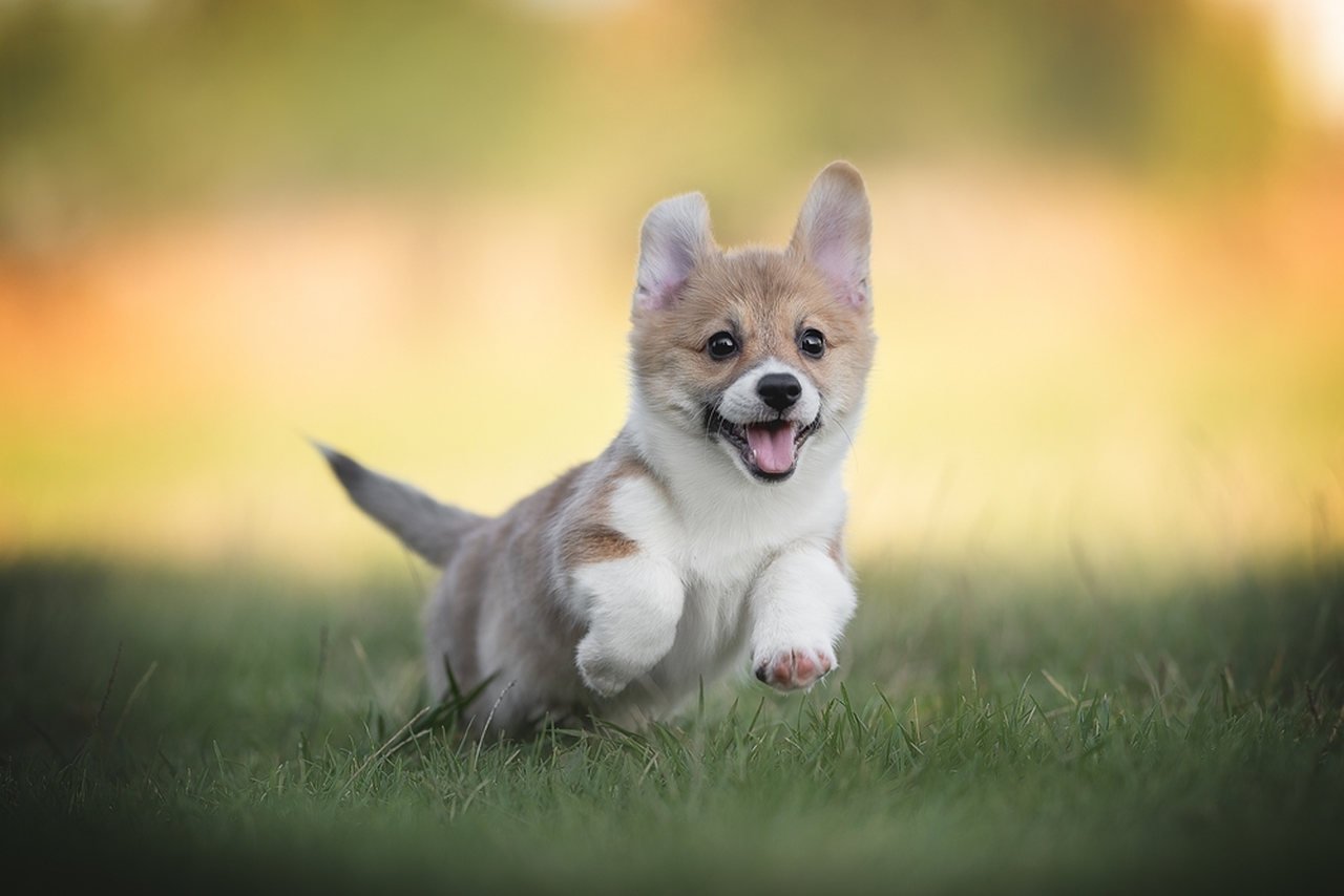 köpeklerde kene hastalığı