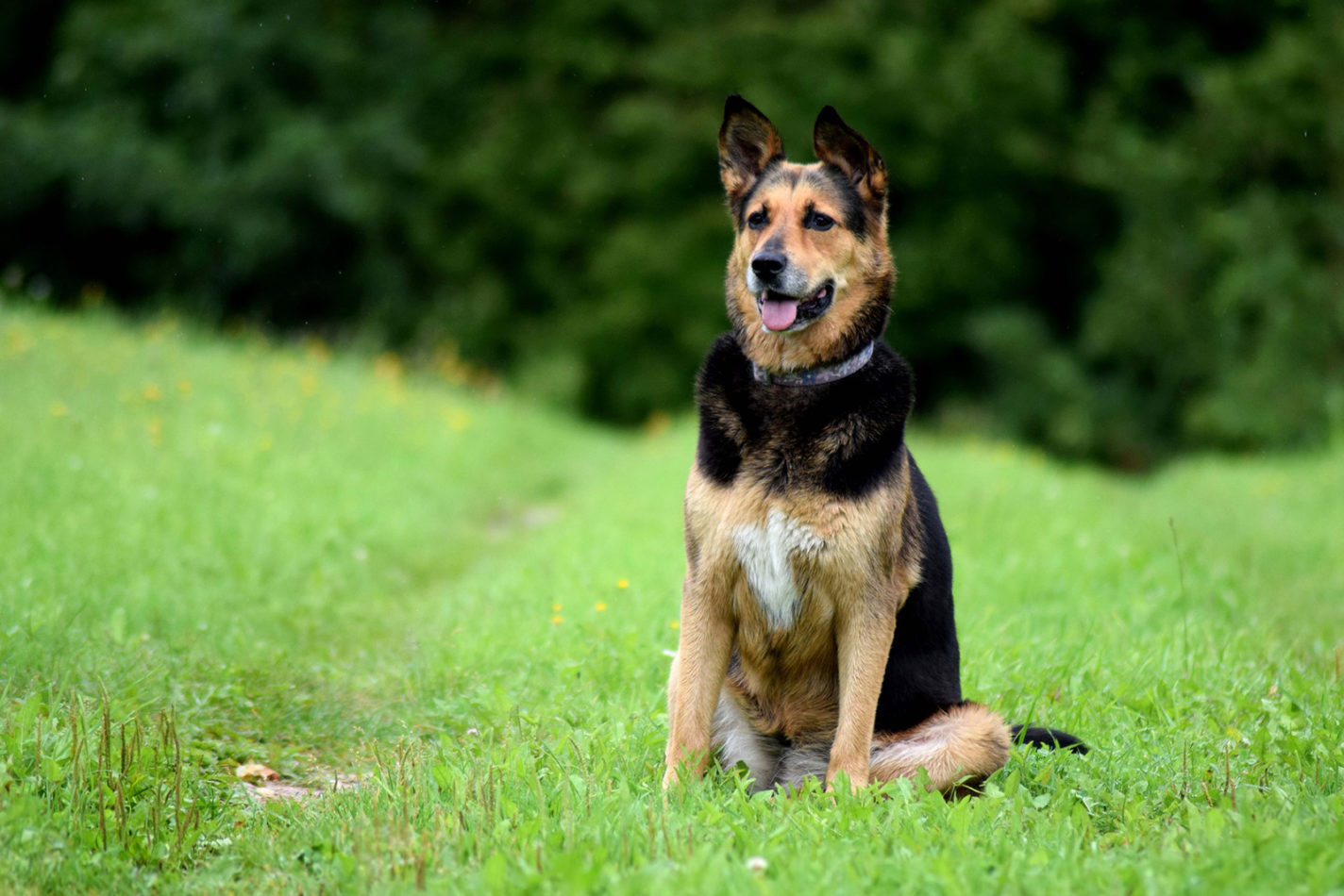 köpeklerde otur komutu