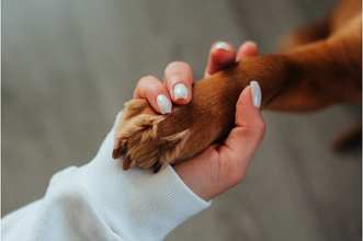 Köpeklerde Temel İtaat Eğitimi Nasıl Verilir