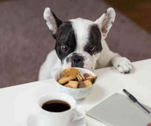 Köpeklerde Beslenme Tablosu (Doğumdan, Yaşlılığa)