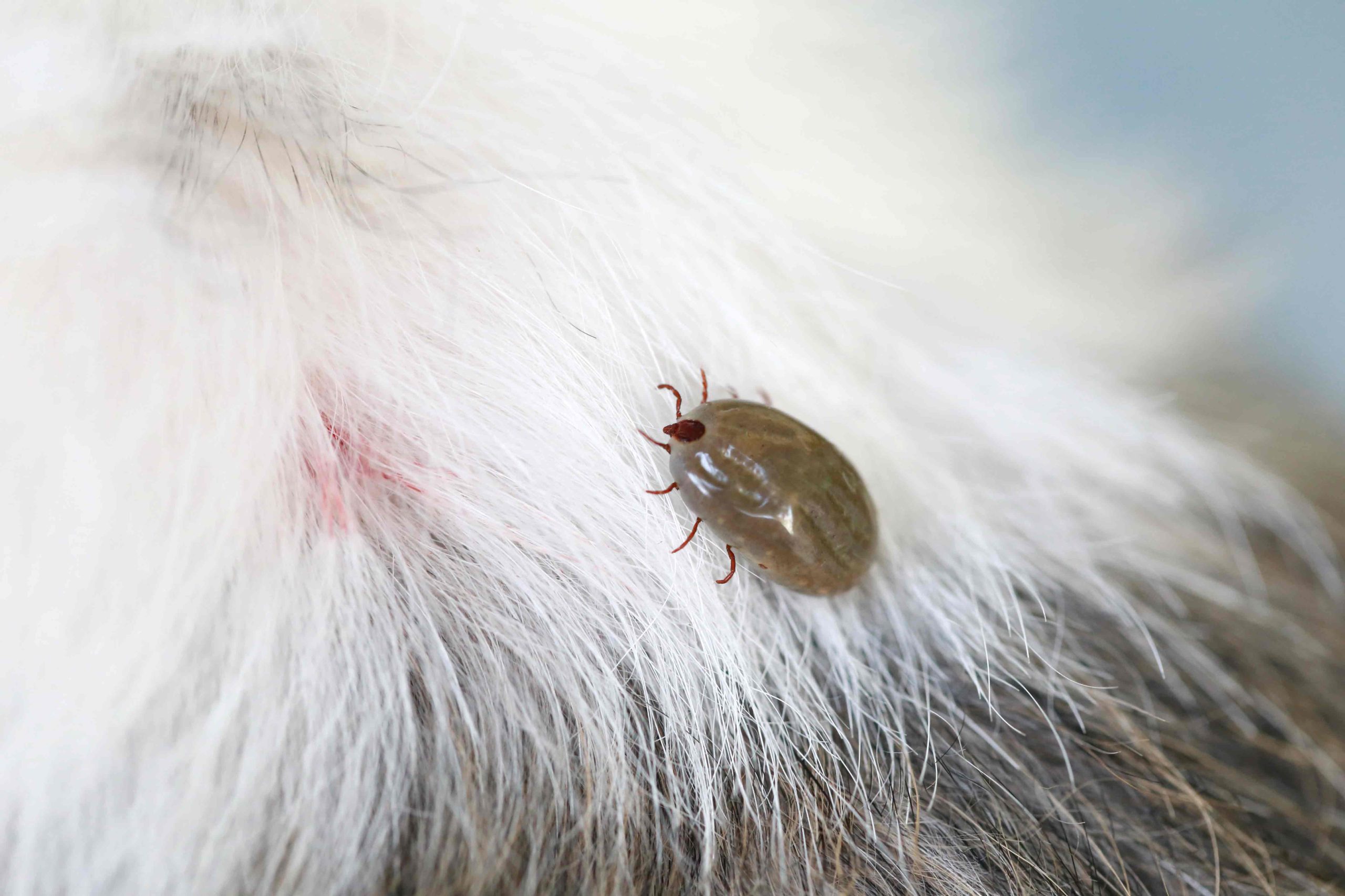 köpekleri keneden koruma yöntemleri