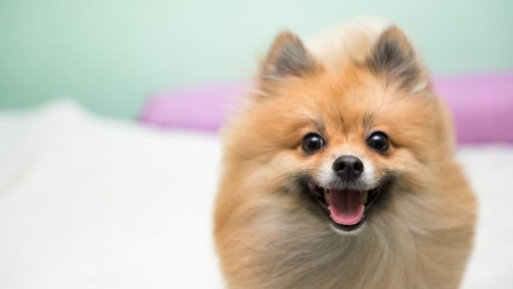 pomeranian kopek kişilik özellikleri