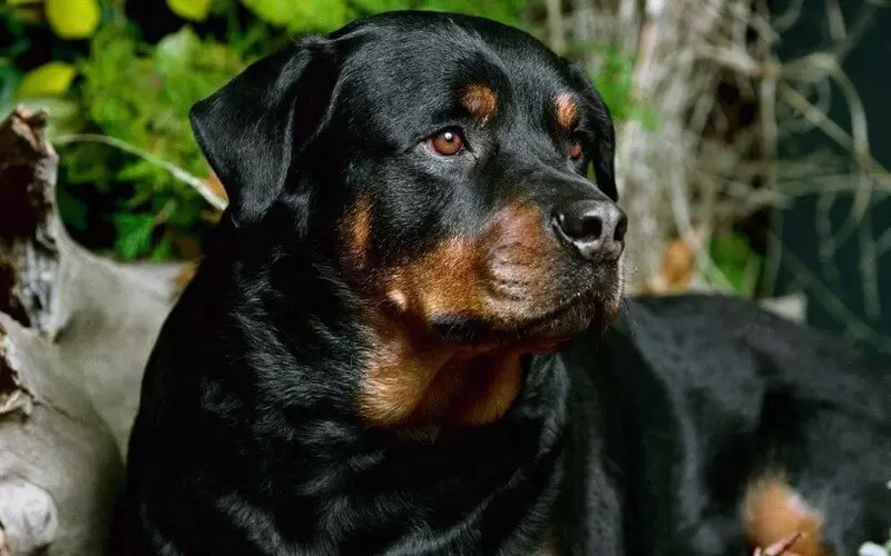 rottweiler kopek bakimi