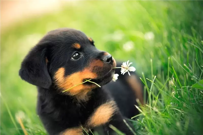 rottweiler kopek ozellikleri