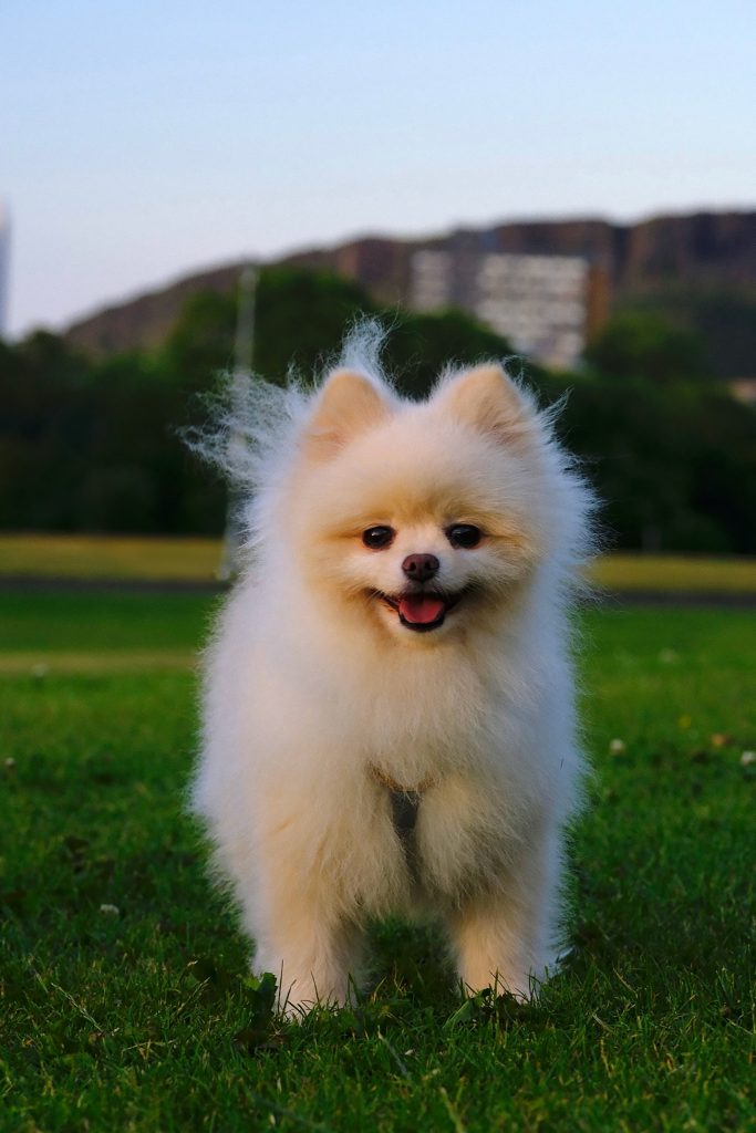 Pomeranian Boo fotoları1