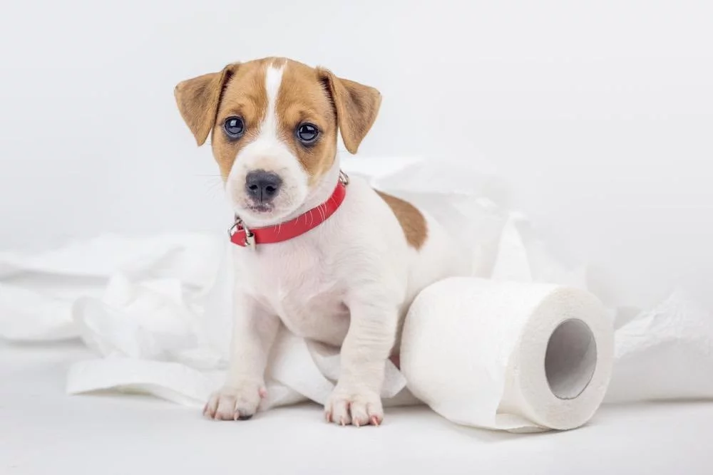 Yavru Köpeklerde Tuvalet Eğitimi Nasıl Verilir? 2023