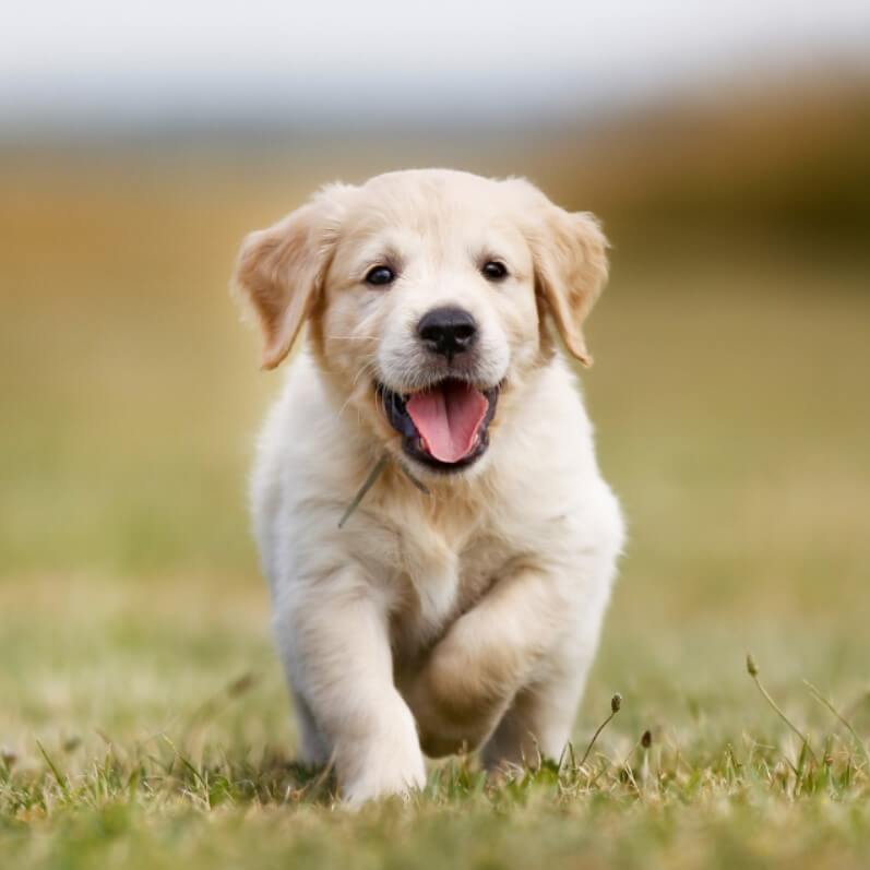 yavru köpek tuvalet eğitimi