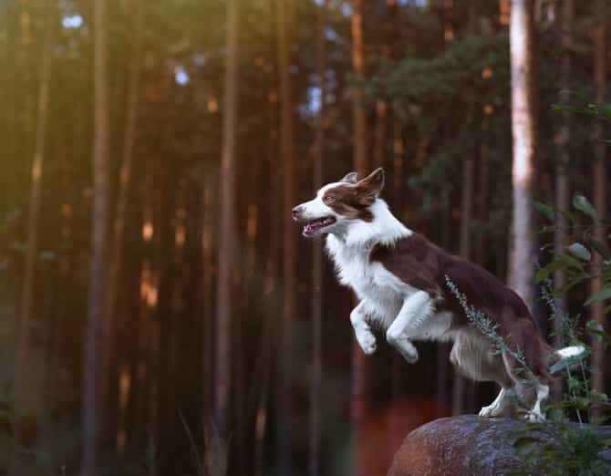 Border Collie Köpek Cinsinin Fiziksel Özellikleri 